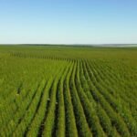 Fazenda Claudina estreia leilão com mil animais durante a 60ª Expoagro em Dourados